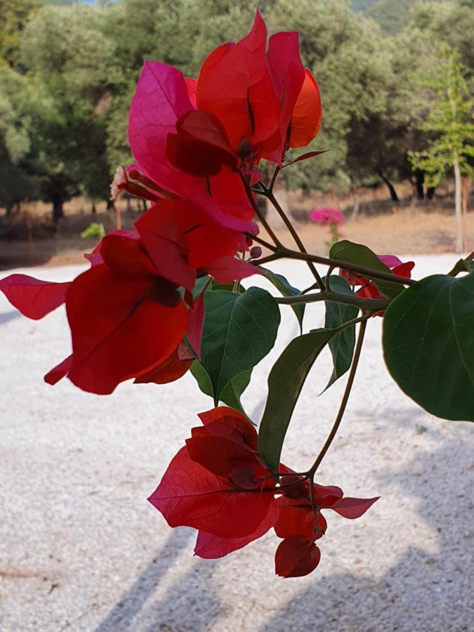 Olive Tree Apart Hotel Μούγκλα Εξωτερικό φωτογραφία